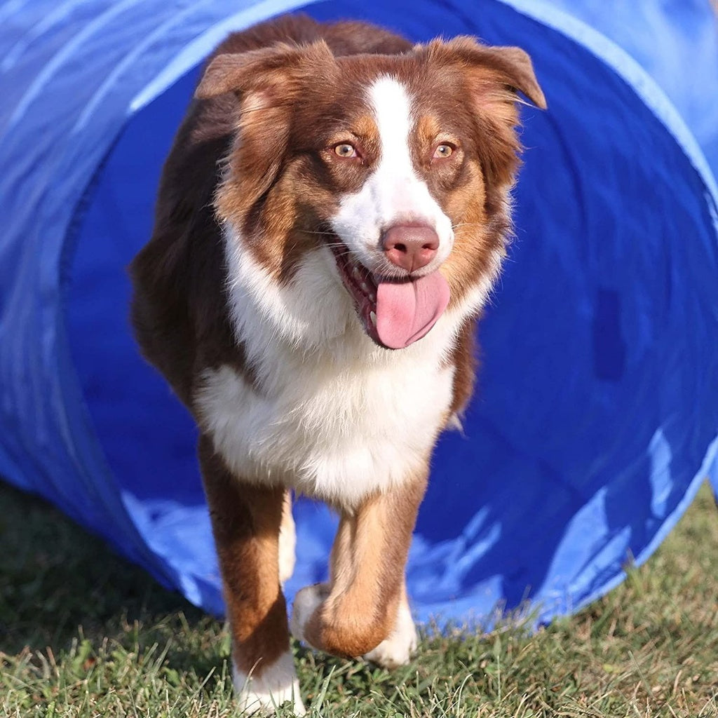 Dog Agility Equipment Set