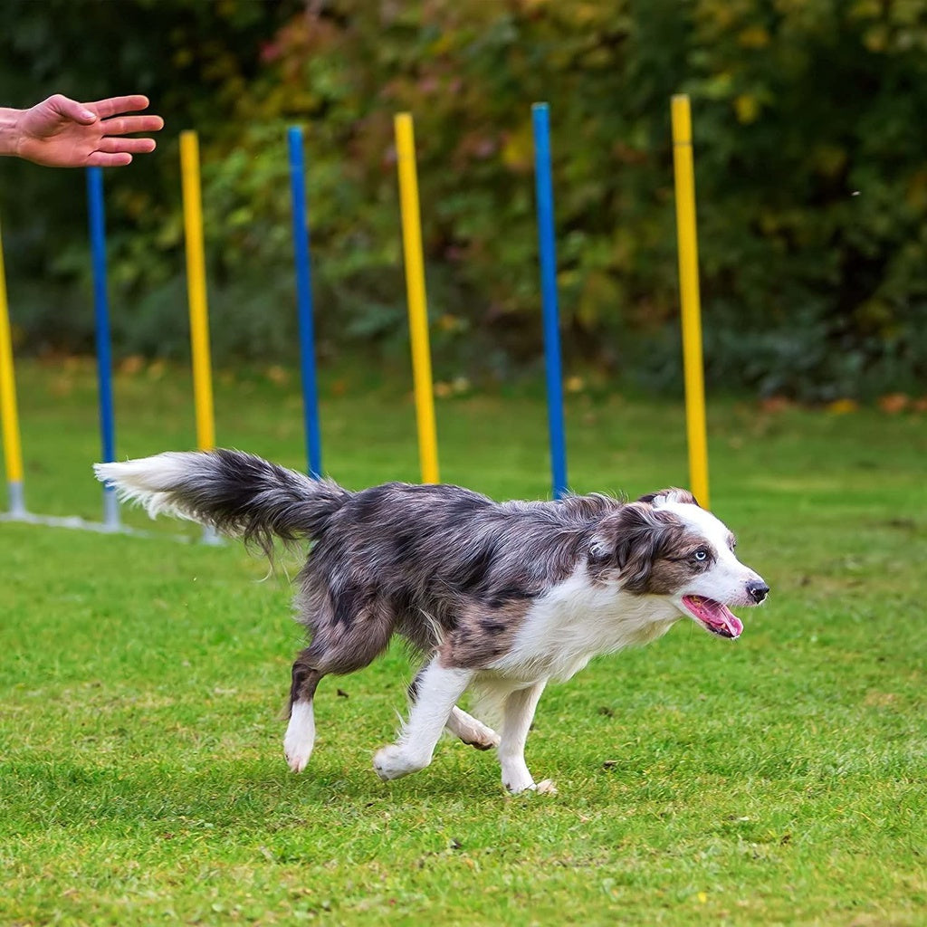 Dog Agility Equipment Set