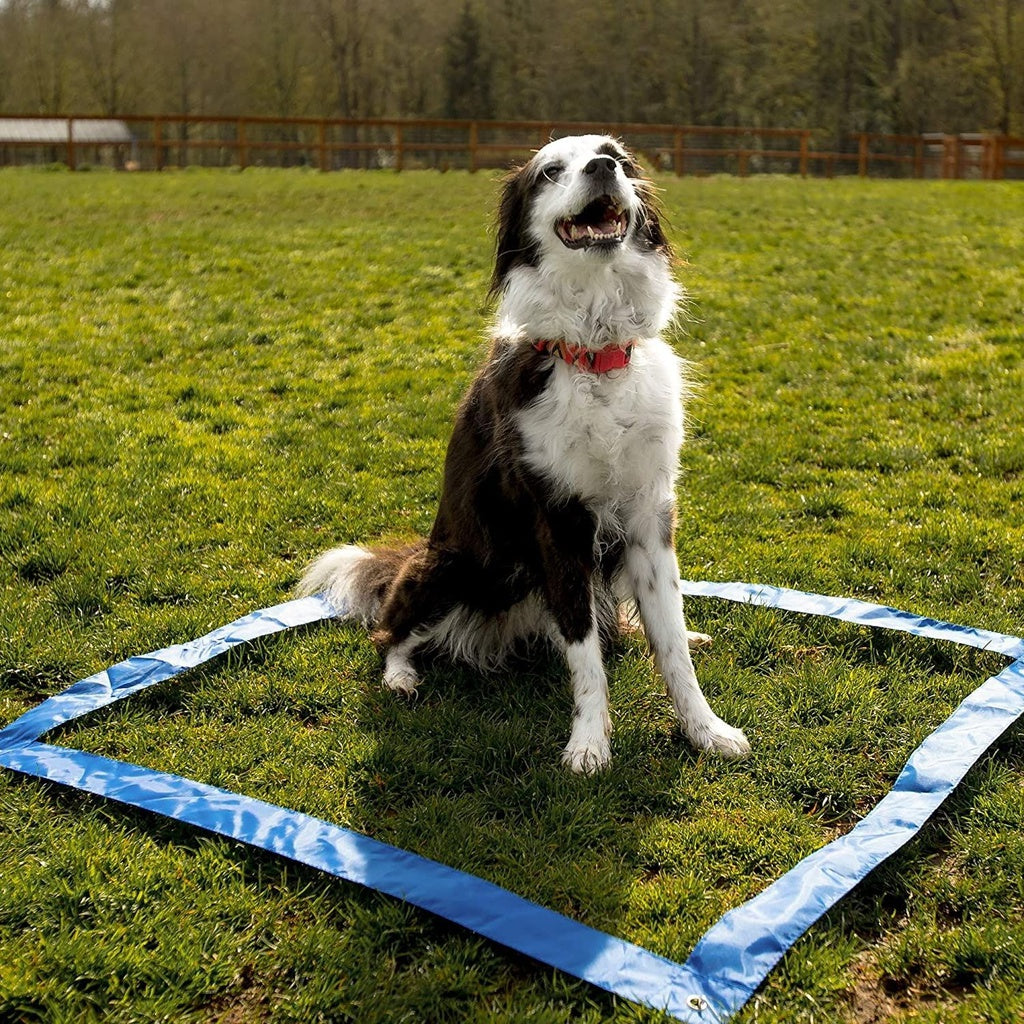 Dog Agility Equipment Set