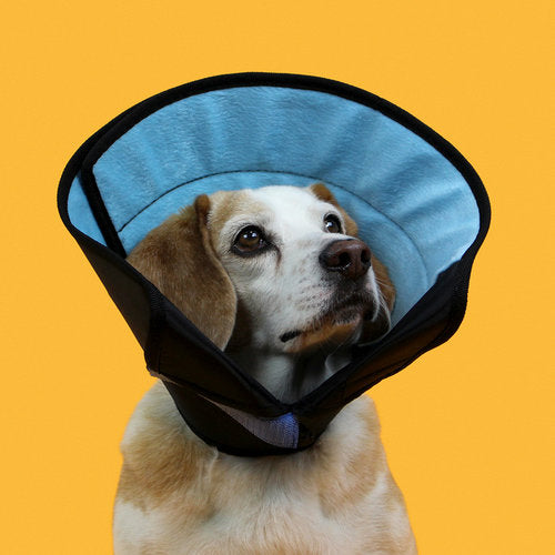 Elizabethan Calming Collar (X-Small)