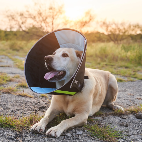 Elizabethan Calming Collar (X-Small)