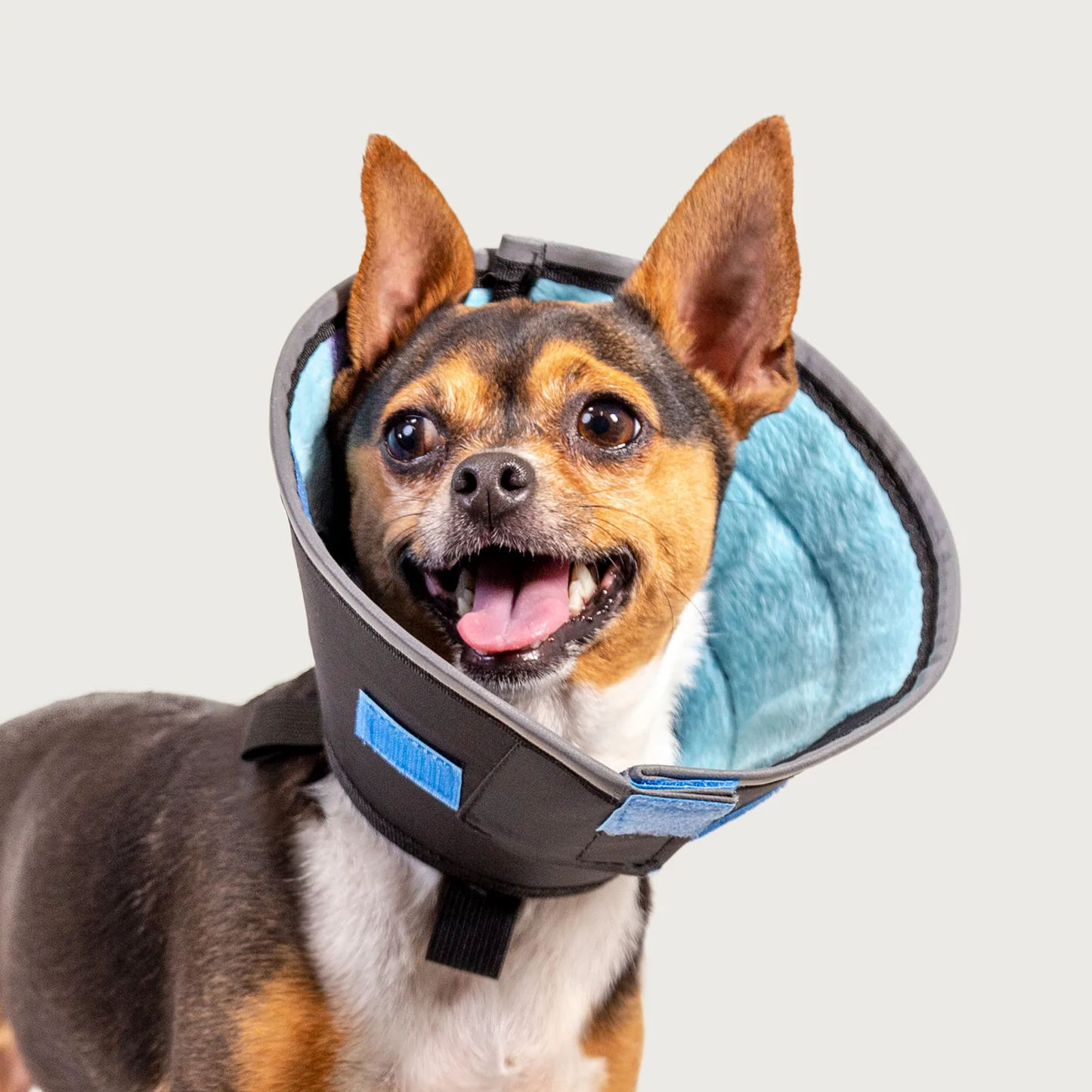 Elizabethan Calming Collar (Medium)