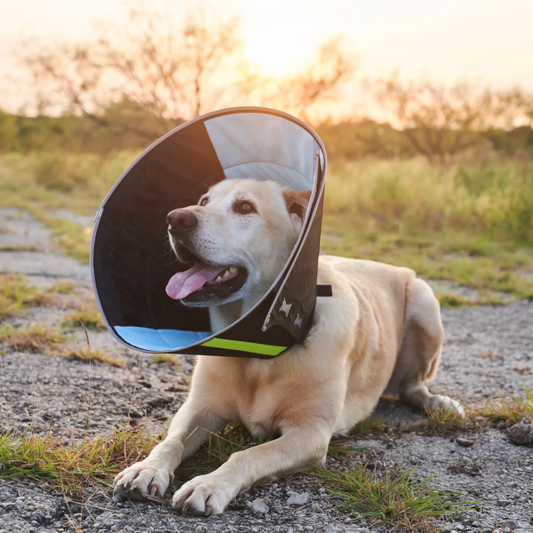 Elizabethan Calming Collar (Large)