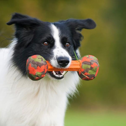 Dumbbell Retrieval Toy (Large)